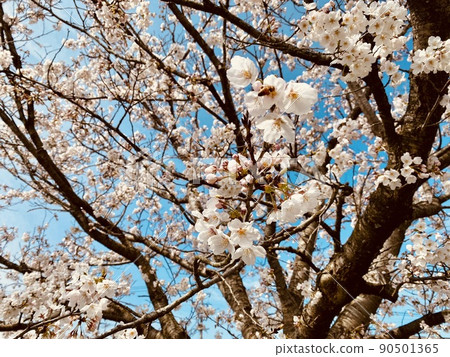 一個平靜的春天 90501365