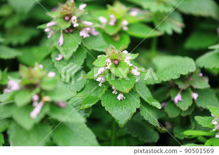 Himeodoricosoum Himeodoricosoum 90501569