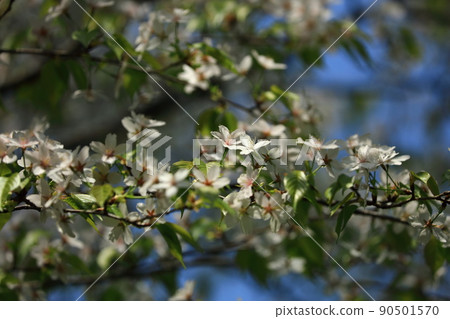Kasumisakura Kasumisakura 90501570