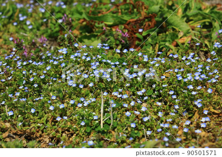 波斯Speedwell 波斯Speedwell 90501571