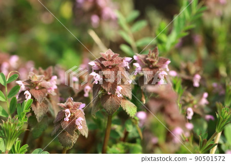 野草 野草 90501572