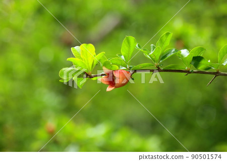 Pomegranate flower Pomegranate flower 90501574