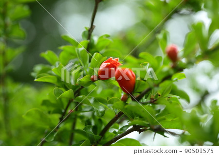 Pomegranate flower Pomegranate flower 90501575