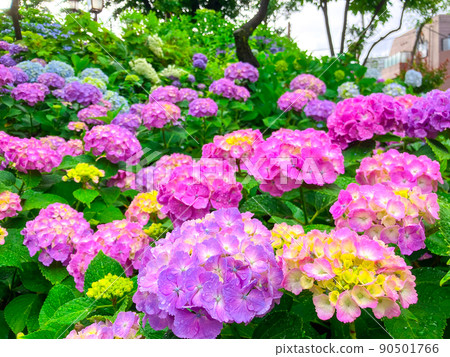 Hakusan Shrine, a famous place for hydrangea in Tokyo Hakusan Hakusan Shrine, a famous place for hydrangea in Tokyo Hakusan 90501766
