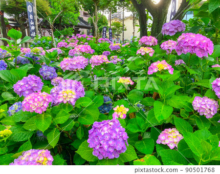 白山神社，東京白山著名的繡球花聖地 90501768