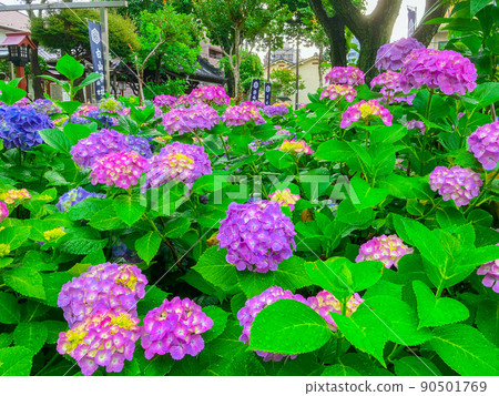 白山神社，東京白山著名的繡球花聖地 90501769