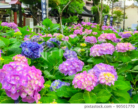 白山神社，東京白山著名的繡球花聖地 90501770