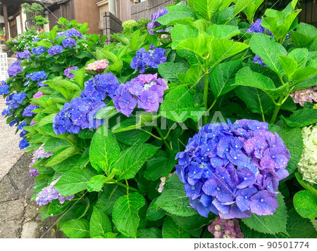 白山神社，東京白山著名的繡球花聖地 90501774