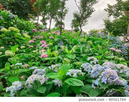 白山神社，東京白山著名的繡球花聖地 90501784