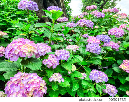 白山神社，東京白山著名的繡球花聖地 90501785