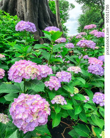 白山神社，東京白山著名的繡球花聖地 90501786