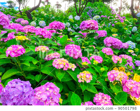 白山神社，東京白山著名的繡球花聖地 90501798