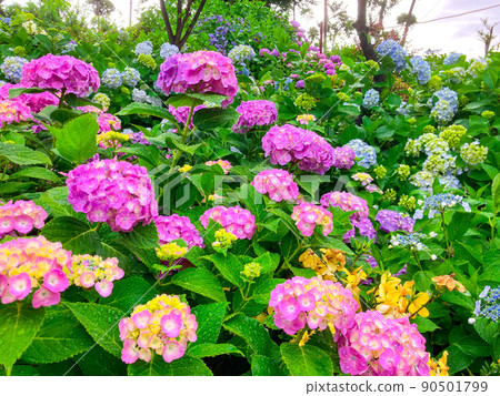 白山神社,東京白山著名的繡球花聖地 白山神社,東京白山著名的繡球花聖地 90501799