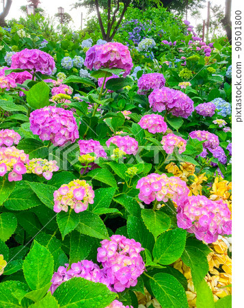白山神社，東京白山著名的繡球花聖地 90501800