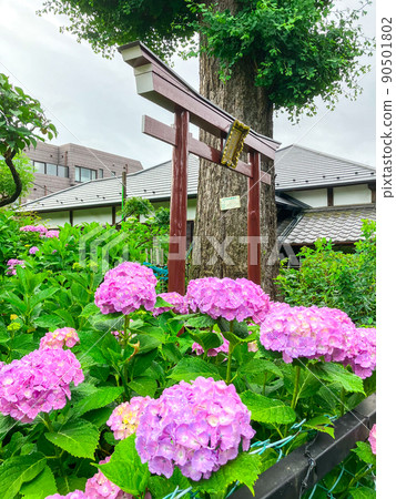 Hakusan Shrine, a famous place for hydrangea in Tokyo Hakusan Hakusan Shrine, a famous place for hydrangea in Tokyo Hakusan 90501802