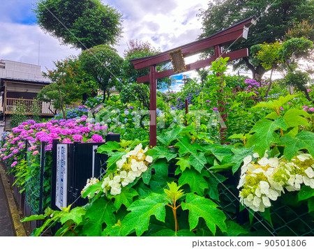 白山神社，東京白山著名的繡球花聖地 90501806