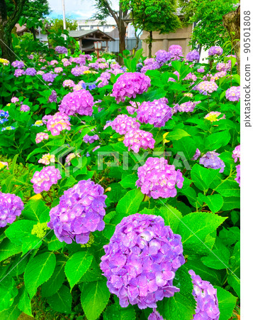 白山神社，東京白山著名的繡球花聖地 90501808