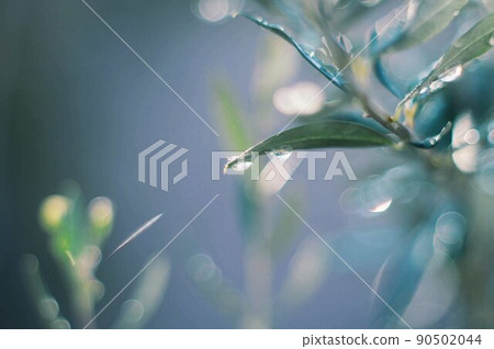 Morning dew on the tip of olive leaves 90502044