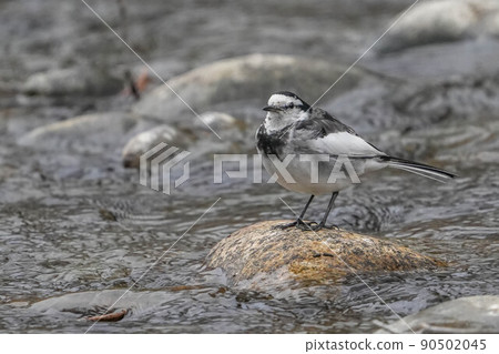 Bakkery Bakkery 90502045