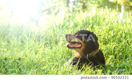 portrait of a Rottweiler breed dog with a satisfied smile resting in the grass on a walk natural background plants foliage with sunlight, portrait of a Rottweiler breed dog with a satisfied smile resting in the grass on a walk natural background plants foliage with sunlight, 90502331