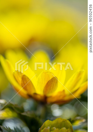 Adonis ramosa 90502456