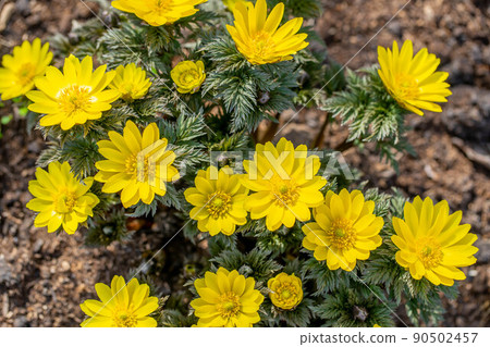 Adonis ramosa 90502457