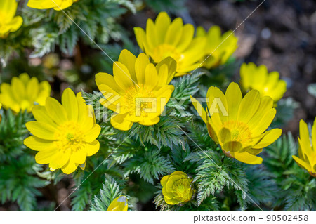 Adonis ramosa Adonis ramosa 90502458