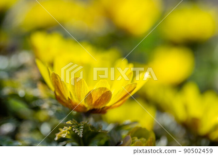 Adonis ramosa 90502459
