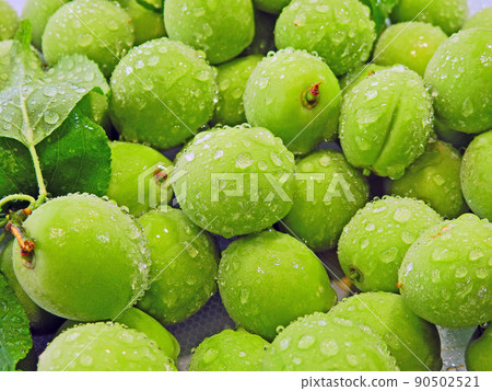 Freshly picked ome with water drops 90502521