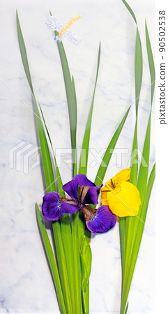 初夏盛開的鳶尾花和串珠蜻蜓 初夏盛開的鳶尾花和串珠蜻蜓 90502538