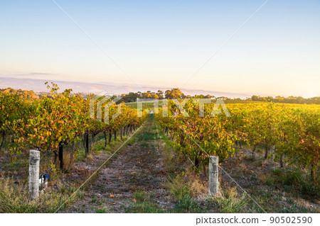 Grape vines in McLaren Vale at sunset 90502590