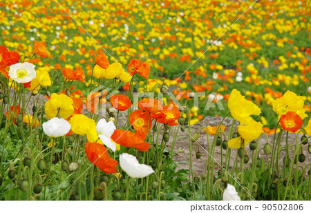 Flower garden of Iceland poppy Flower garden of Iceland poppy 90502806