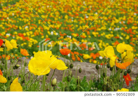 Flower garden of Iceland poppy 90502809
