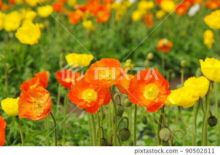 冰島鴉片花園 90502811