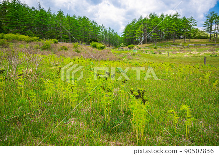 Osmunda jartoniana that grew on the plateau in early summer Osmunda jartoniana that grew on the plateau in early summer 90502836