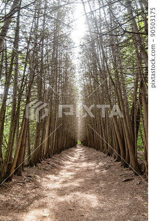 A road going into the distance in forest with walls of trees without leaves A road going into the distance in forest with walls of trees without leaves 90503175