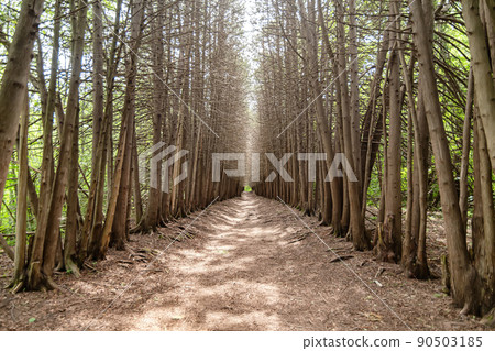 A road going into the distance in forest with walls of trees without leaves 90503185