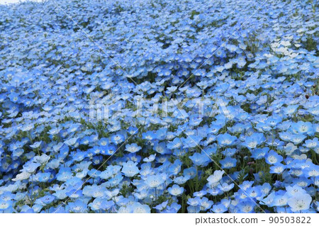 日立海濱公園，見晴之丘的Nemophila 90503822