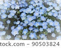 日立海濱公園，見晴之丘的Nemophila 90503824