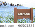 日立海濱公園，見晴之丘的Nemophila 90503825