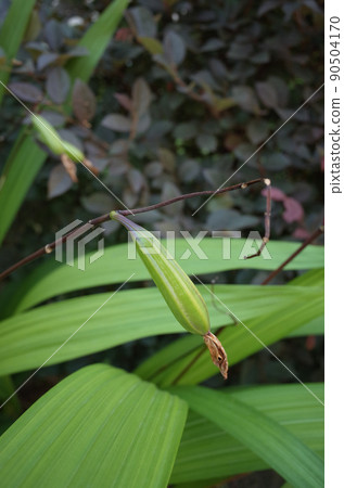 青紫蘭花果，細樹幹腫腫 90504170