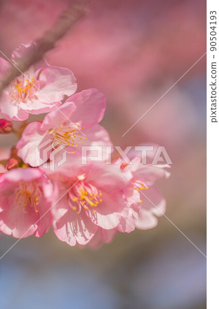 河津櫻花 90504193