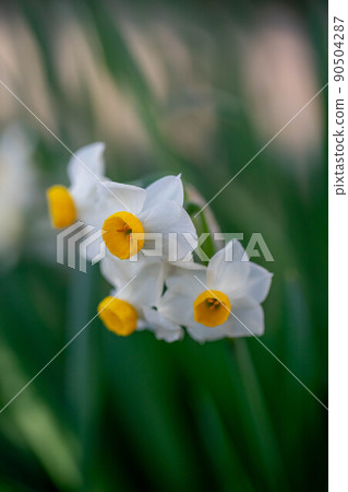 Narcissus Narcissus 90504287