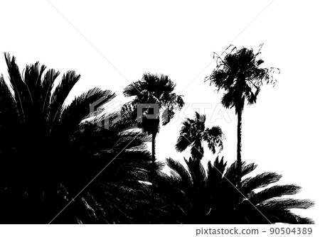 Silhouette of cycad and palm, summer image 90504389
