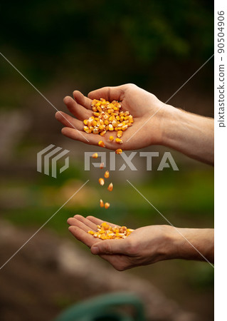 Human hands sort, pile corn seeds from hand to hand in vegetable garden in early spring time. Concept of jobs, occupations, bio products, ecology, grow vegetables Human hands sort, pile corn seeds from hand to hand in vegetable garden in early spring time. Concept of jobs, occupations, bio products, ecology, grow vegetables 90504906