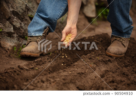 Closeup male farmer planting carrot seeds in ground in vegetable garden in early spring time. Concept of jobs, occupations, bio products, ecology, grow vegetables Closeup male farmer planting carrot seeds in ground in vegetable garden in early spring time. Concept of jobs, occupations, bio products, ecology, grow vegetables 90504910