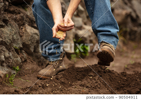 Close-up male farmer planting seeds of wheat in ground in vegetable garden in summer time. Concept of jobs, occupations, bio products, ecology, grow vegetables Close-up male farmer planting seeds of wheat in ground in vegetable garden in summer time. Concept of jobs, occupations, bio products, ecology, grow vegetables 90504911