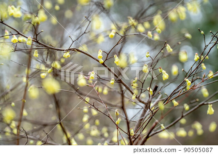 Hyuga mizuki 90505087