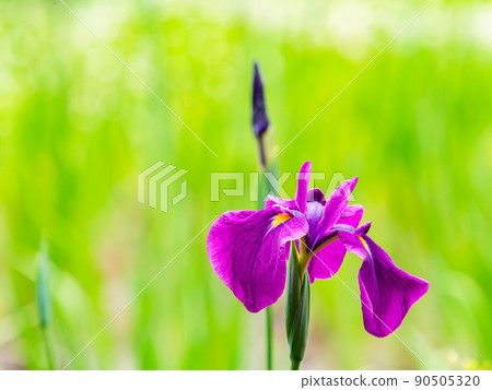 Refreshing early summer scenery: Colorful and gorgeous irises in full bloom Refreshing early summer scenery: Colorful and gorgeous irises in full bloom 90505320