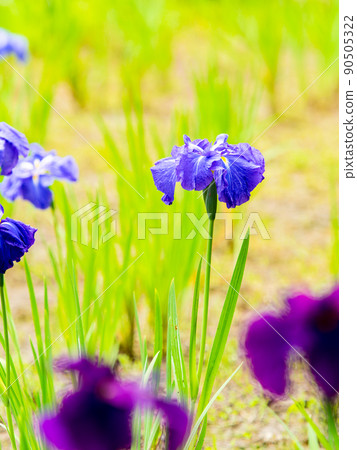 Refreshing early summer scenery: Colorful and gorgeous irises in full bloom 90505322